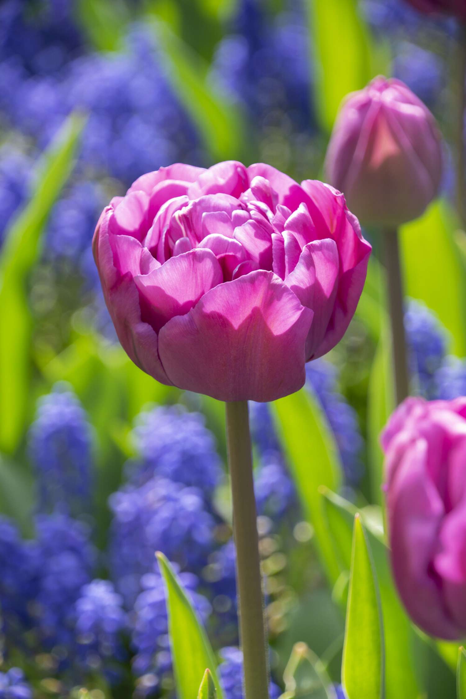 Tulppaani 'Backpacker'